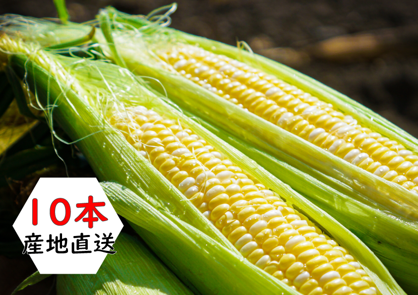 【直送】【送料込】北海道産　とうもろこし（10本）